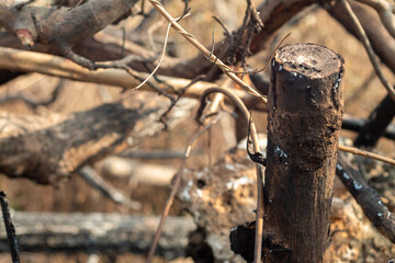 wooden stakes from trees that have been cut down and burned