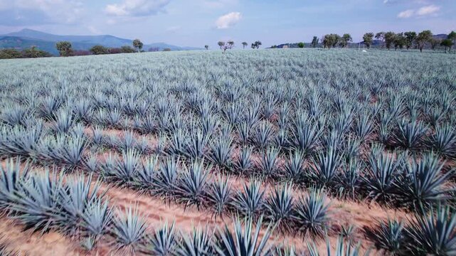 flight above agave making a revelation of the sky