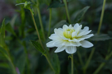 Dalia biała kwiat ogród lato © mydayphoto