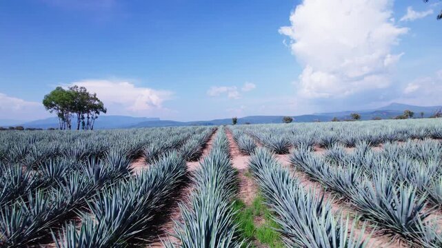 flying over agave towards the mountains