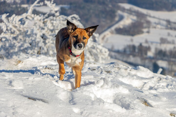A dog runs in the snowy mountains