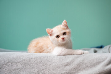 Cutest small Scottish white red tabby kitten lying on gray plaid over green wall at home