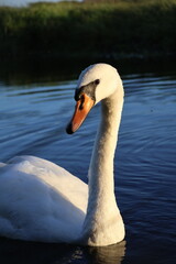 swan on the lake