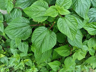 Tragia involucrata, the Indian stinging nettle, is a species of plant in the family Euphorbiaceae. It is the most used species of Tragia in ethnomedicinal and ethnopharmacological applications.