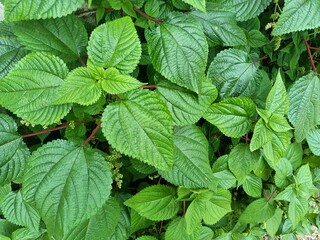 Tragia involucrata, the Indian stinging nettle, is a species of plant in the family Euphorbiaceae. It is the most used species of Tragia in ethnomedicinal and ethnopharmacological applications.
