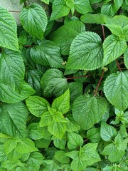 Tragia involucrata, the Indian stinging nettle, is a species of plant in the family Euphorbiaceae. It is the most used species of Tragia in ethnomedicinal and ethnopharmacological applications.
