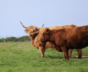 cow on the meadow acting natural