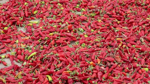 Closeup of dried red chillies at pakistan the local Wholesale Chilli Market. Red hot chili peppers drying unde the sun in pakistan. Red hot Bhut Jolokia chilli peppers. Beautiful Footage.