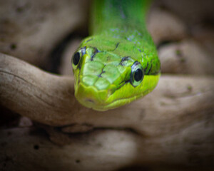 Serpent