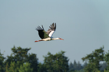 An Elegant Crane gracefully soars through the skies, flying over a lush green landscape