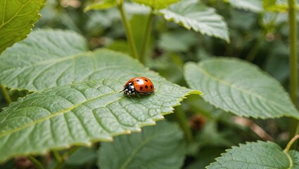 Fototapeta premium Natures Tiny Explorer Ladybug Journey on a Green Leaf