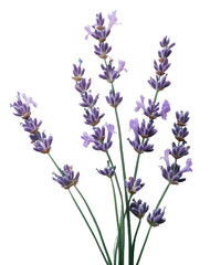 Fresh lavender bouquet, cut out - stock png.