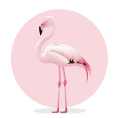 Fototapeta premium Elegant Pink Flamingo Standing Gracefully with Soft Pink Backdrop