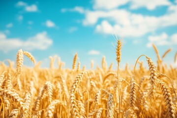 Fototapeta premium Golden Wheat Field Under a Blue Sky