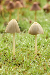 Lawn mushrooms after a light rain, Conocybe
