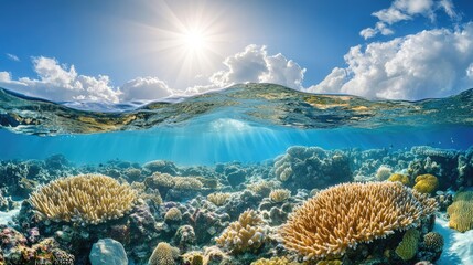 Fototapeta premium A stunning underwater shot of a coral reef, with the sun shining through the waves and a clear blue sky visible above.