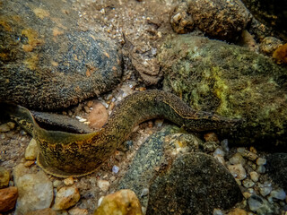 Fish find food along the rocks.