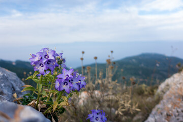 Beautiful flowers on top of the mountain in Othonoi island, Greece
