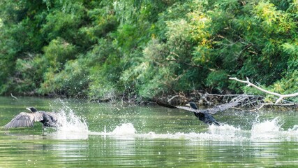 The two cormorants take a low start from the dried tree pebbles above the water surface of the lake.