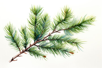 Naklejka premium Watercolor fir tree branches on white background