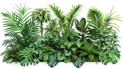 Obraz premium Green tropical plants bush leaves monstera palm rubber plant