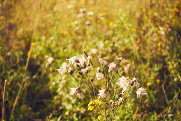 chaber driakiewnik, centaurea scabiosa l. © Marcin Łazarczyk