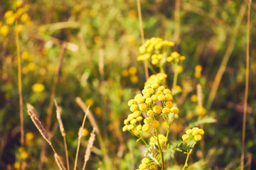 wrotycz pospolity, Tanacetum vulgare L. © Marcin Łazarczyk