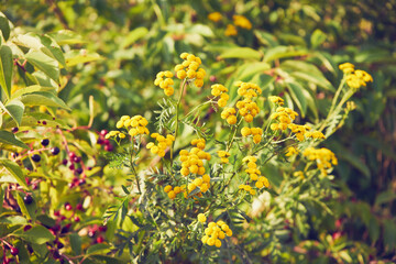 wrotycz pospolity, Tanacetum vulgare L. © Marcin Łazarczyk