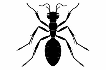 Vector illustration of a ant on white background