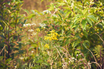 wrotycz pospolity, Tanacetum vulgare L. © Marcin Łazarczyk