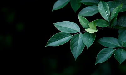 A dark green plant with leaves on a black background,  Generative AI