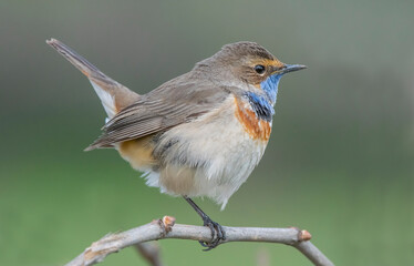Bluethroat (Luscinia svecica) is a passerine bird that feeds on invertebrates and insects on the edges of small water holes close to wetlands. It is seen in Asia, Europe and Africa.