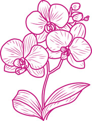 Orchid outline