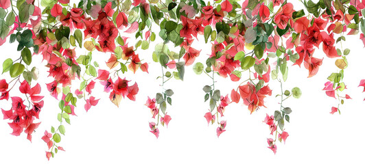 Seamless Horizontal Watercolor Bougainvillea vines isolated on transparent background PNG