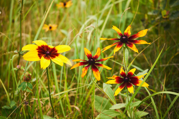 rudbeckia © Marcin Łazarczyk