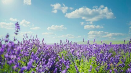 Naklejka premium A serene lavender field with vibrant purple blooms and a clear blue sky.