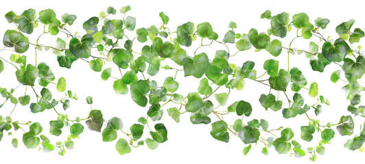 Fototapeta premium Seamless Horizontal Watercolor Creeping fig vines isolated on transparent background PNG