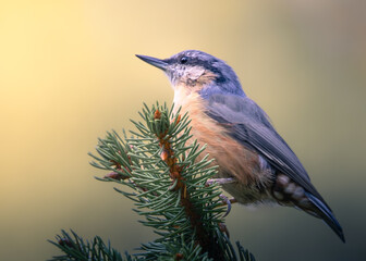 Eurasian nuthatch on perch