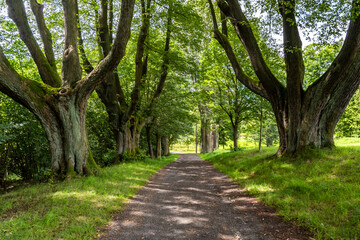 Fototapeta premium Alte Lindenallee in Lipova/Hainspach in Tschechien 4