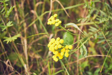 wrotycz pospolity, Tanacetum vulgare L. © Marcin Łazarczyk