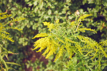 Nawłoć, Solidago L. © Marcin Łazarczyk
