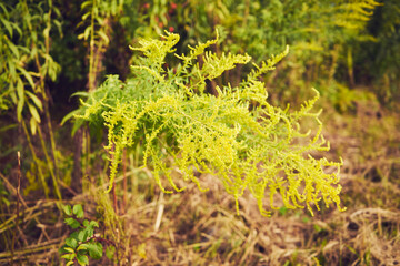 Nawłoć, Solidago L. © Marcin Łazarczyk