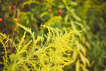 Nawłoć, Solidago L. © Marcin Łazarczyk