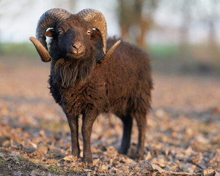 Brown male ouessant sheep on meadow