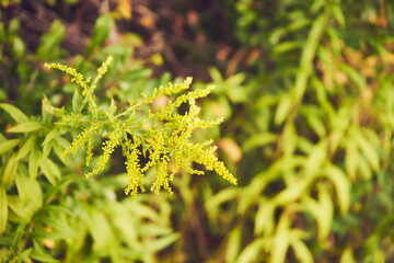 Nawłoć, Solidago L. © Marcin Łazarczyk