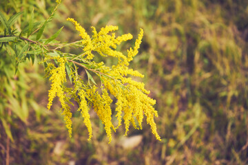 Nawłoć, Solidago L. © Marcin Łazarczyk