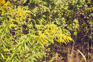 Nawłoć, Solidago L. © Marcin Łazarczyk