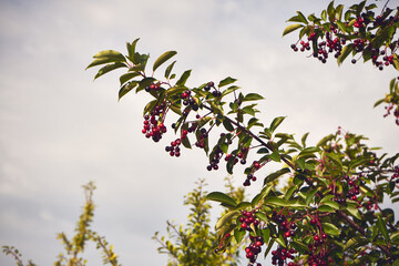 kruszyna, frangula alnus © Marcin Łazarczyk