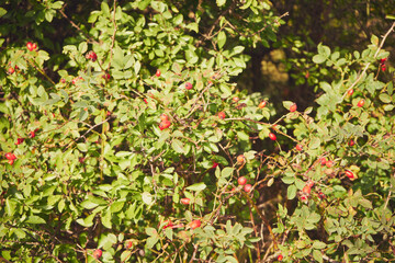 Róża dzika, Rosa canina L. © Marcin Łazarczyk