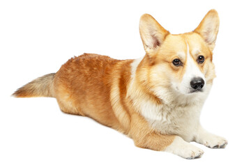 Welsh Corgi Pembroke Dog Isolated on White Background in studio